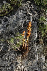 Orobanche alba xanthostigma