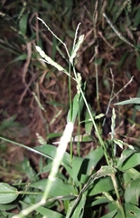 Urochloa panicoides