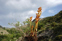 Orobanche alba xanthostigma