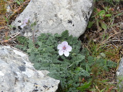 Erodium cheilanthifolium
