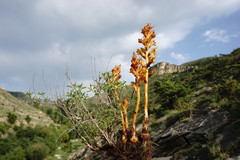 Orobanche alba xanthostigma