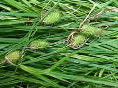 Carex squarrosa