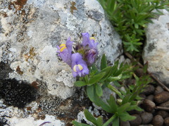 Linaria verticillata cuartanensis