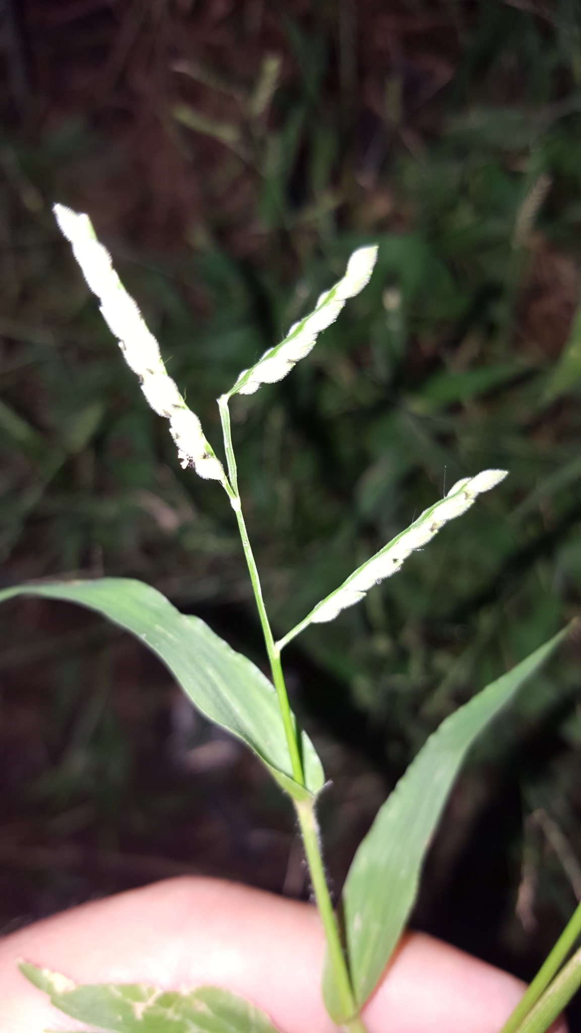(c) François Rousseu, certains droits réservés (CC BY-NC) https://www.inaturalist.org/observations/109313895