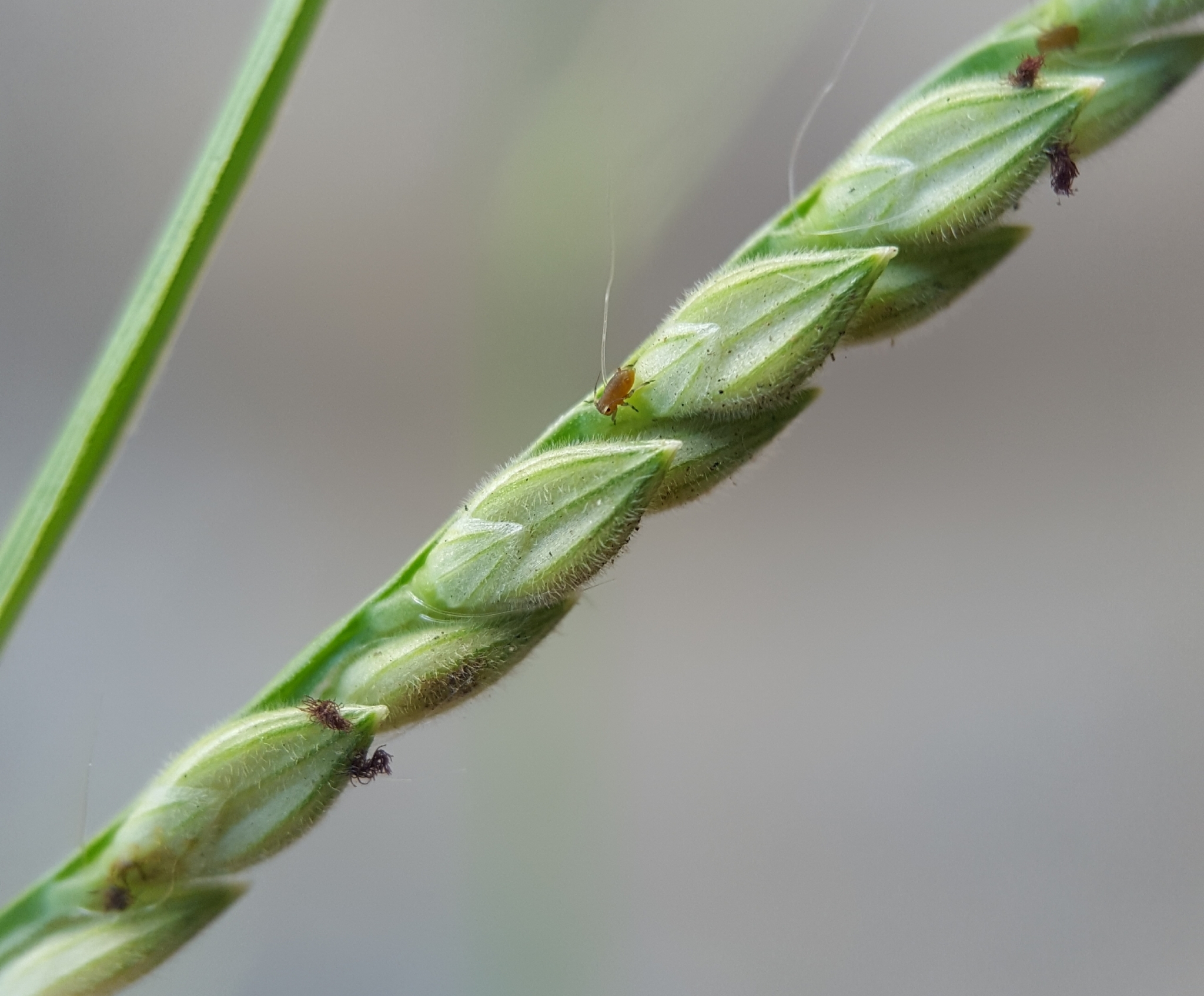 (c) François Rousseu, certains droits réservés (CC BY-NC) https://www.inaturalist.org/observations/109313895