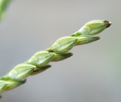 Urochloa panicoides