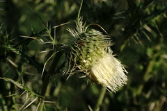 Cirsium echinus