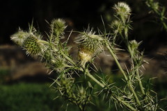 Cirsium echinus
