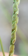 Urochloa panicoides