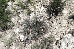 Reaumuria alternifolia alternifolia