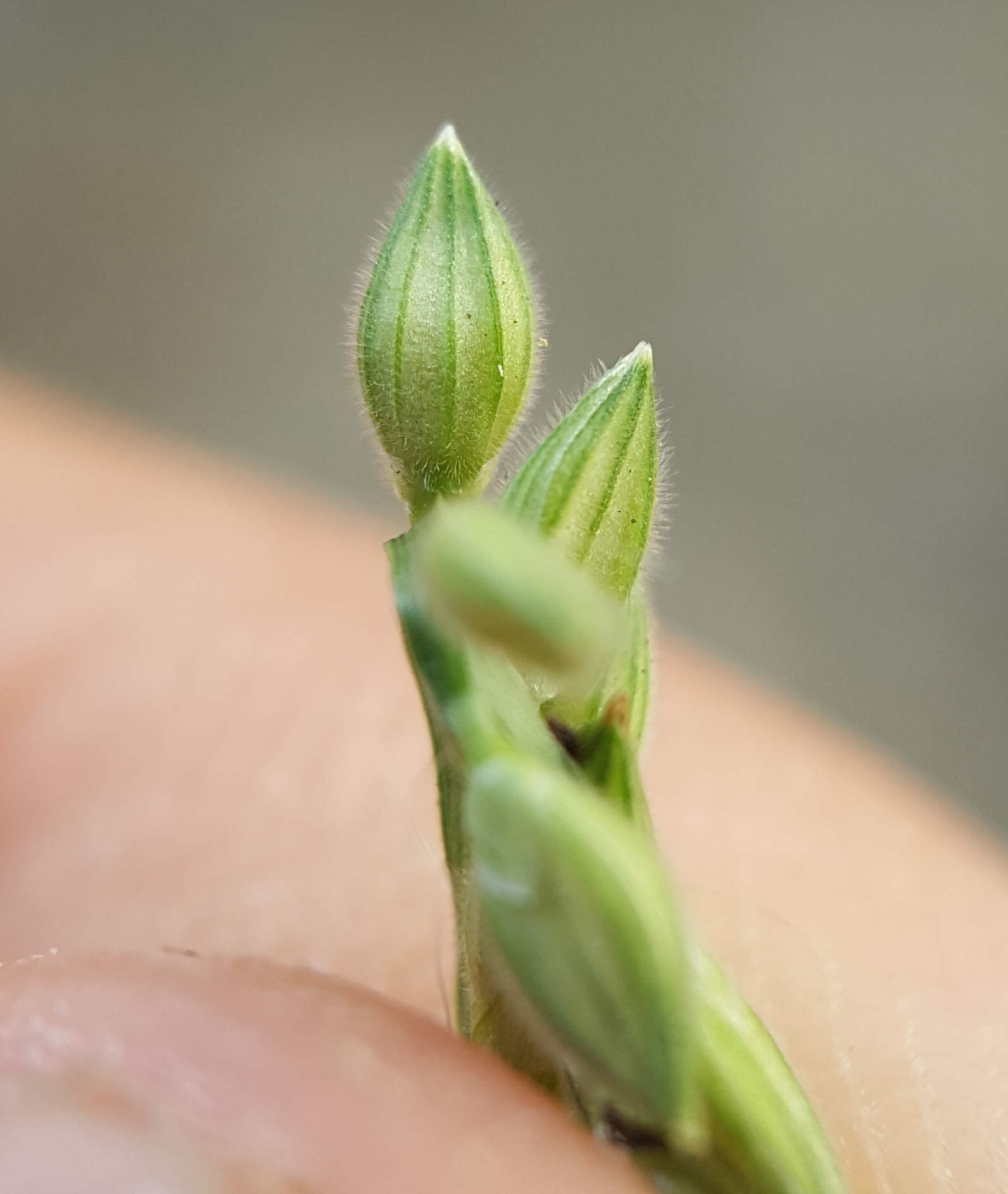 (c) François Rousseu, certains droits réservés (CC BY-NC) https://www.inaturalist.org/observations/109313895