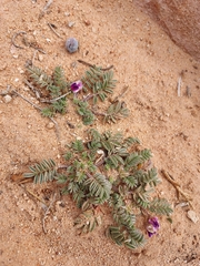 Astragalus desperatus