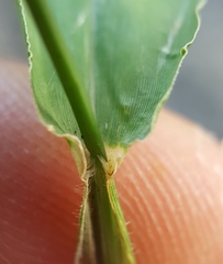 Urochloa panicoides