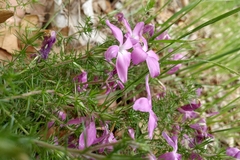 Linanthus
