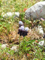 Muscari baeticum