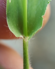 Urochloa panicoides