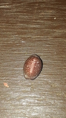 Pseudopusula sanguinea