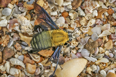 Xylocopa flavonigrescens