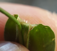 Urochloa panicoides