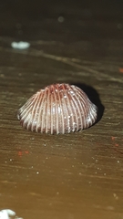 Pseudopusula sanguinea