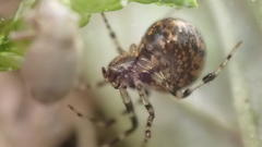 Theridiidae