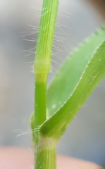 Urochloa panicoides