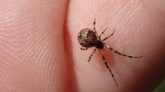 Theridiidae