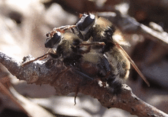 Criorhina verbosa