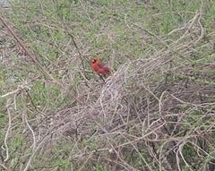 Cardinalis cardinalis
