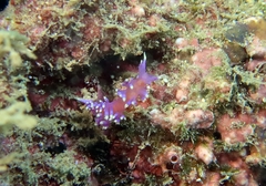 Coryphellina arveloi