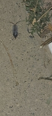 Porcellionidae