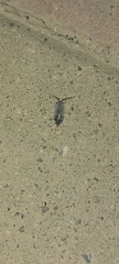 Porcellionidae