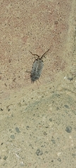 Porcellionidae