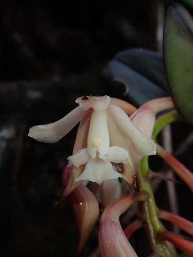 Epidendrum pastoense Schltr. 3