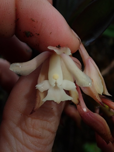 Epidendrum pastoense Schltr. 4