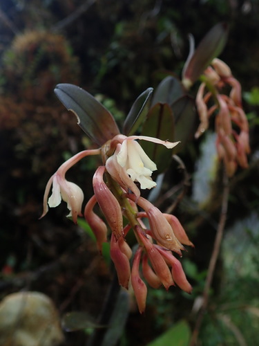 Epidendrum pastoense Schltr. 2