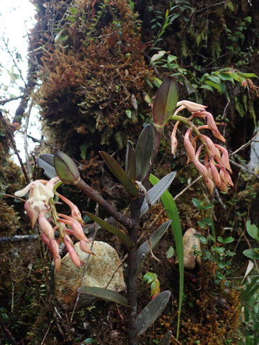 Epidendrum pastoense Schltr.