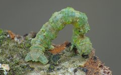 Cleorodes lichenaria