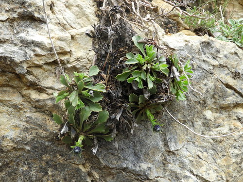 Globularia spinosa, photograph 4