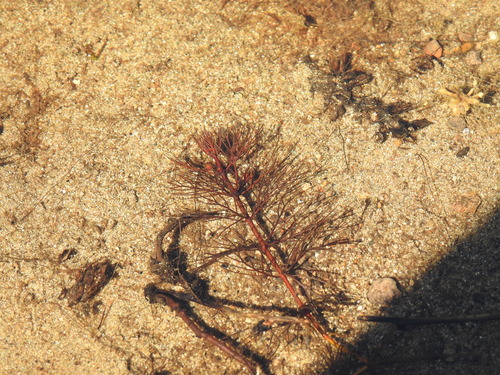 Myriophyllum sibiricum iNat (2)