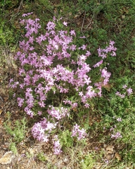 Linanthus