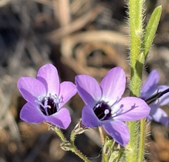Gilia tenuiflora tenuiflora