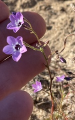 Gilia tenuiflora tenuiflora