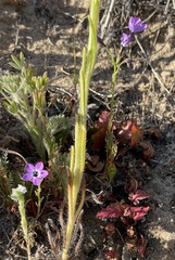 Gilia tenuiflora tenuiflora