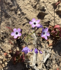 Gilia tenuiflora tenuiflora