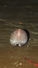 Pseudopusula sanguinea