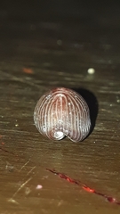 Pseudopusula sanguinea