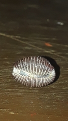 Pseudopusula sanguinea