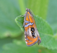 Olethreutes arcuella