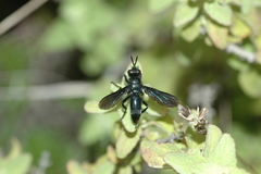 Penthosia satanica